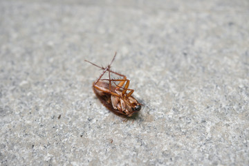 cockroach eaten by ants