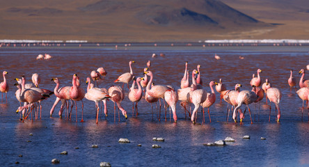 Pink flamingoes in lagoon Colorada, Altiplano, Bolivia