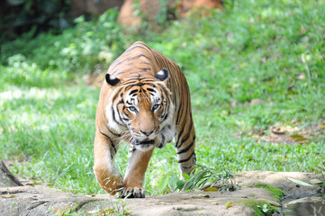 Malayan tiger (Panthera tigris jacksoni)