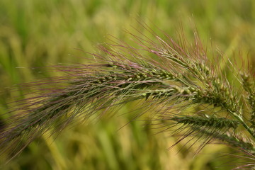 ケイヌビエ（毛犬稗）／山形県の庄内地方で、稲刈り前の稲穂の中にケイヌビエが生えてしまった田園風景を撮影した写真です。あるべき姿としては、稲刈り前の除草作業できちんとヒエを刈らなければならないもので、あまり好ましくない稲作風景の事例になります。