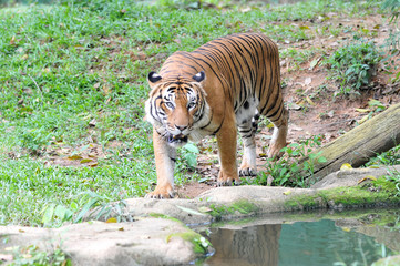 Malayan tiger (Panthera tigris jacksoni)