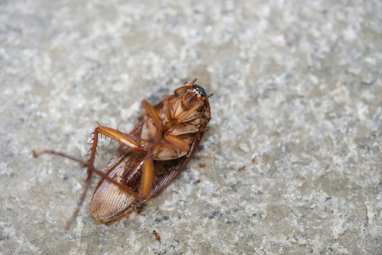 cockroach eaten by ants close up