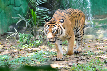 Fototapeta na wymiar Malayan tiger (Panthera tigris jacksoni)