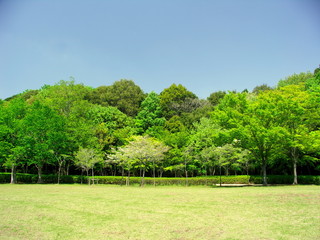 春の林風景