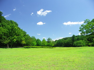 初夏の草原と林