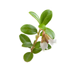 Blooming branch of cowberry