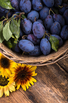 basket full of plums with sunflower