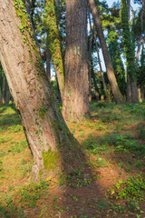 Fototapeta premium Pine trees forest at sunny day