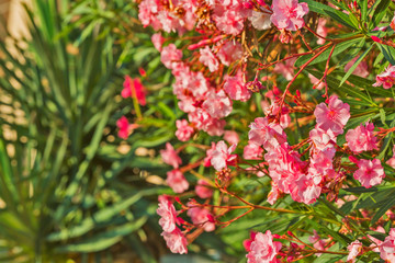 Beautiful red flowers close up view