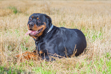  Rottweiler dog grass field