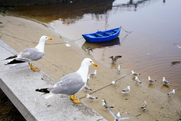Gulls in the harbor beach.