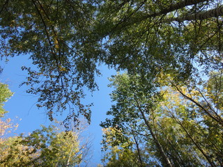 Fototapeta premium Верхушки деревьев на фоне неба в осенний солнечный день