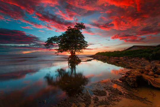 Tree and Sunset
