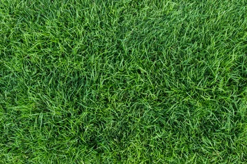 Foto op Plexiglas Gras groen gras textuur