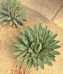 Cactus Succulent Plant, top view