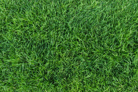 green grass texture © blackzheep