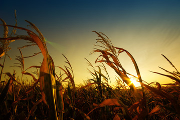 Corn field in sunset