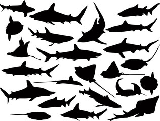 large set of black sharks and scates