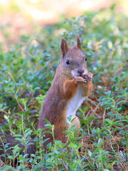 Squirrel with a nut in paws