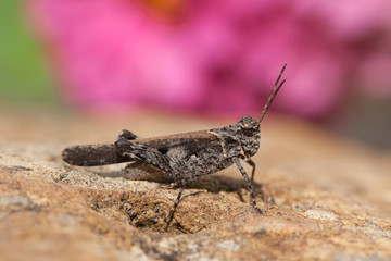 grasshopper