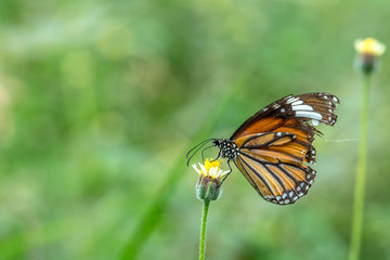 Closeup butterfly on flower