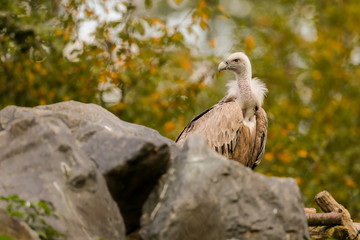 Vautour fauve oiseau