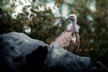 Vautour fauve oiseau