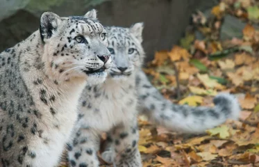 Wandcirkels plexiglas snow leopard © havranka