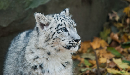 Fototapeta na wymiar snow leopard