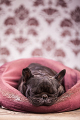 french bulldog relaxing