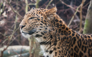 Fototapeta na wymiar leopard portait