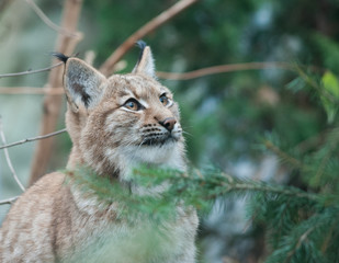 lynx