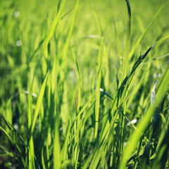Obraz premium Spring Grass on the field. Closeup. Vintage photo.