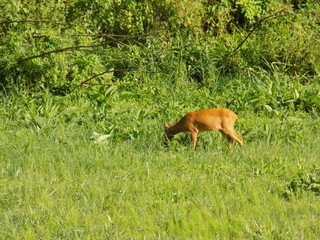Doe grazing on meadow