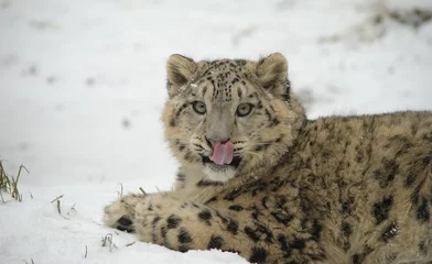 Foto op Canvas snow leopard © havranka