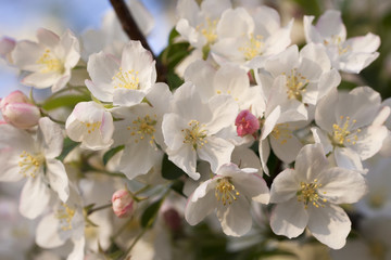 Fototapeta premium flowering trees in spring