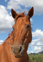 Fototapeta premium Horse in the Sun Teodoro.