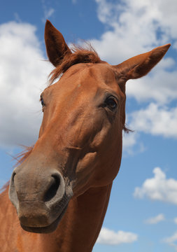 Fototapeta Horse in the Sun Teodoro.