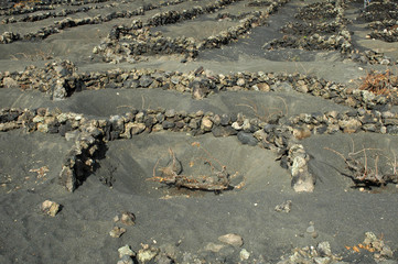 Le vignoble de La Geria à Uga à Lanzarote