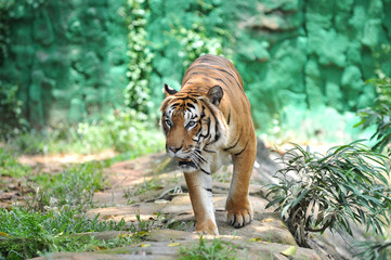 Malayan tiger (Panthera tigris jacksoni)