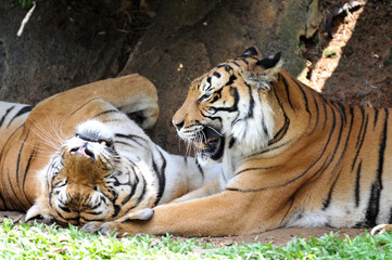 Malayan tiger (Panthera tigris jacksoni)
