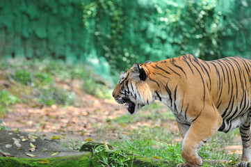Malayan tiger (Panthera tigris jacksoni)
