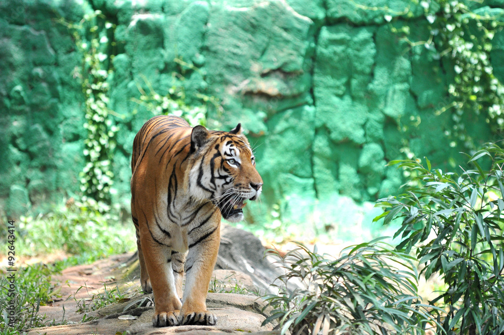 Wall mural Malayan tiger (Panthera tigris jacksoni)