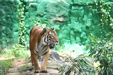 Malayan tiger (Panthera tigris jacksoni)