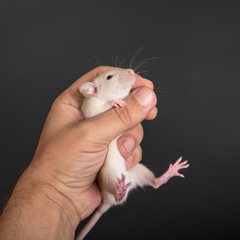 baby rat in hand