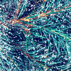 Fir-tree background - Silver, blue spruce pine, fir tree close u