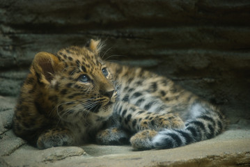 baby leopard