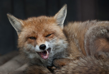 Fototapeta premium red fox