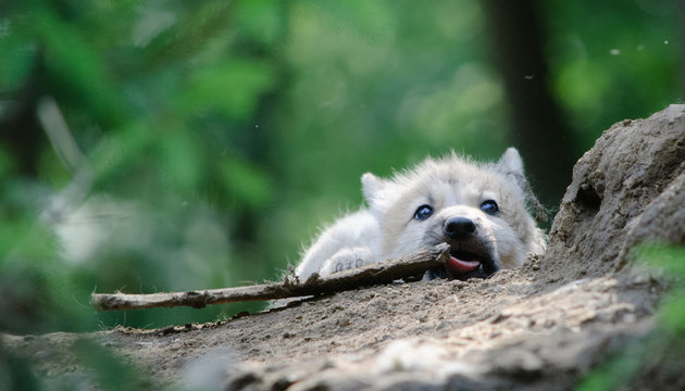 wolf cub
