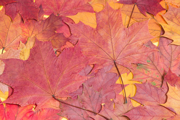 autumn background with orange and redmaple leaves. Outdoor.